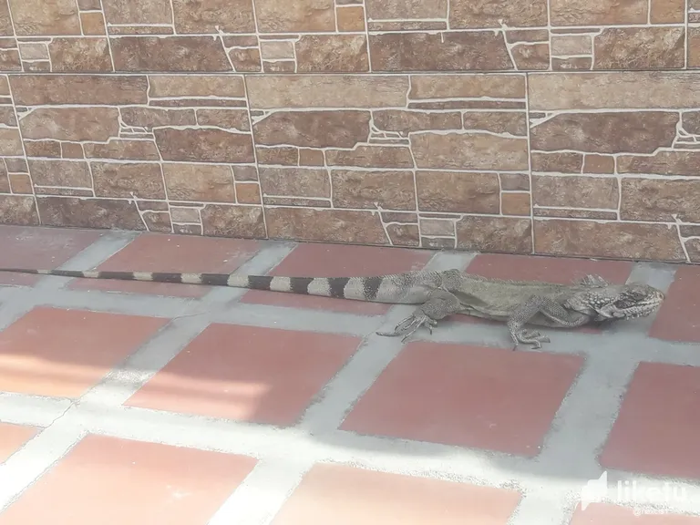clfu7wgqa005eazsz7ij7gxtn_Iguana_4.webp