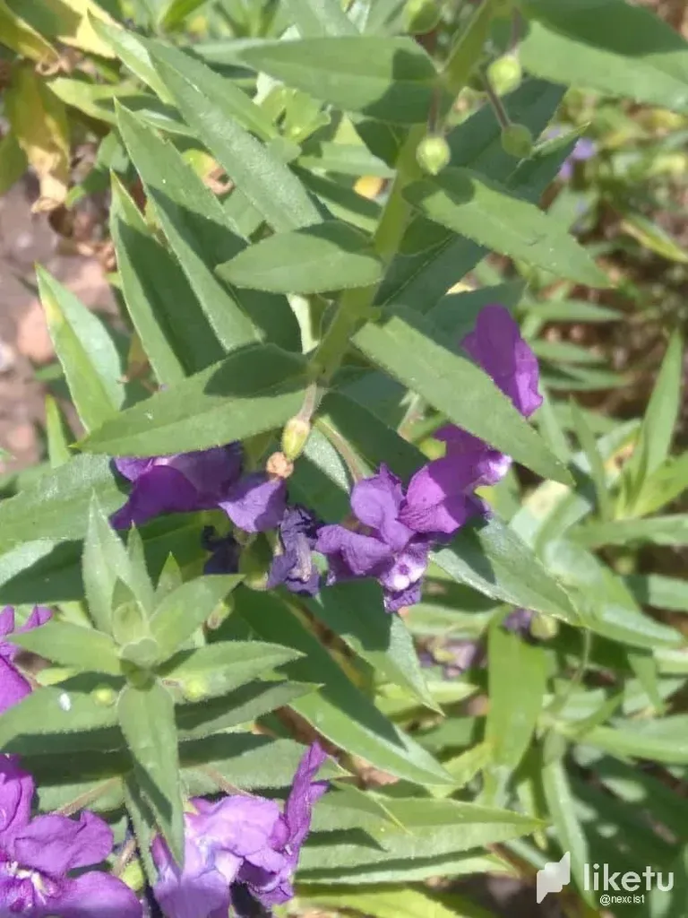 clju00lbk02318fsz11l02cx6_a_morada_2.webp