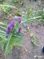clju00oci02325eszd9t7f8wy_Morada_1.webp