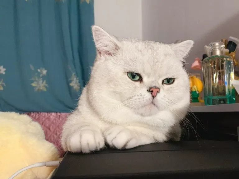 n1P0Da2TOcmTlVtW_IMG_0643.png