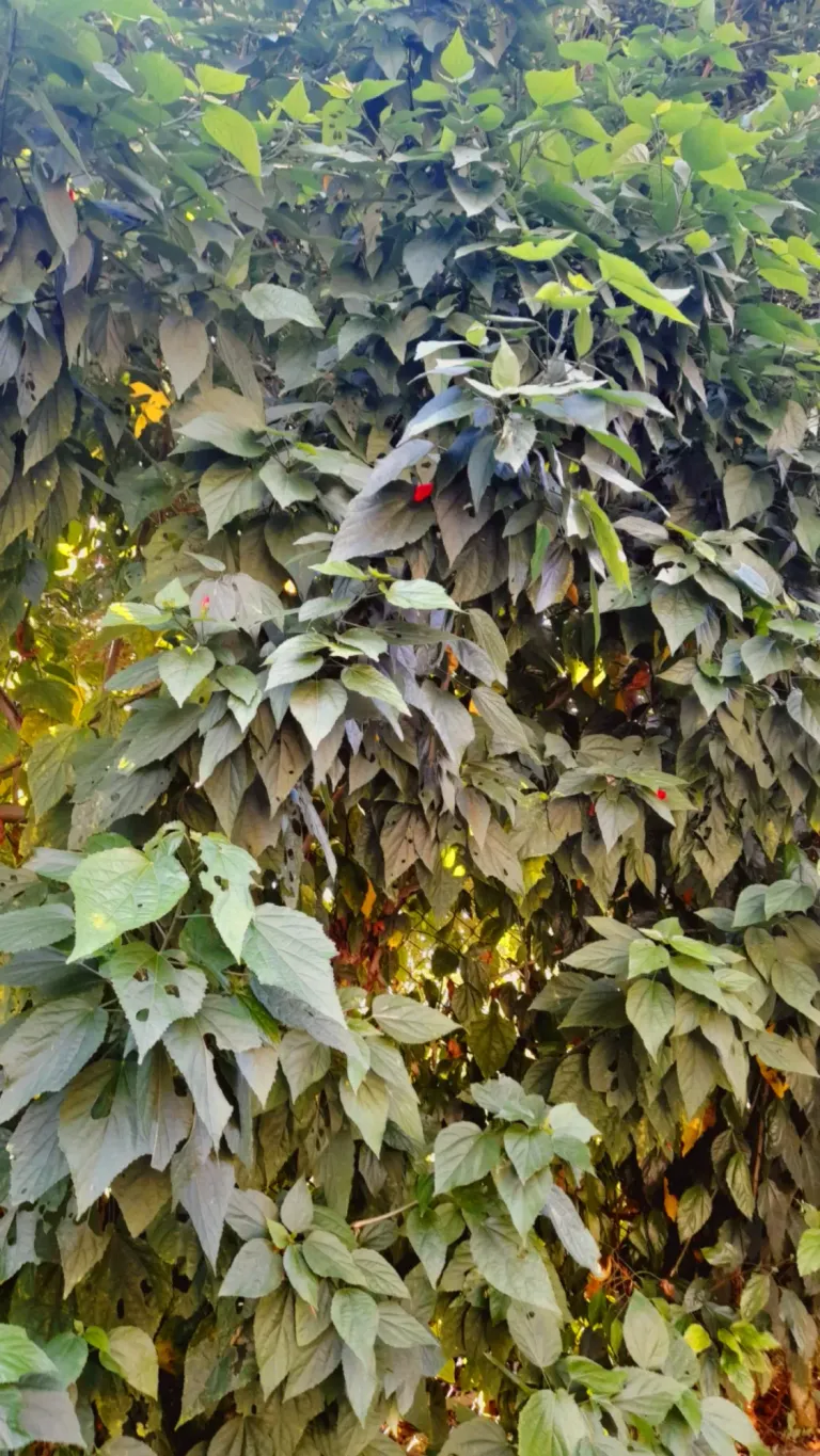 0xNVBU1kU2MVuYmC_Picsart_25-03-25_12-21-31-285.webp