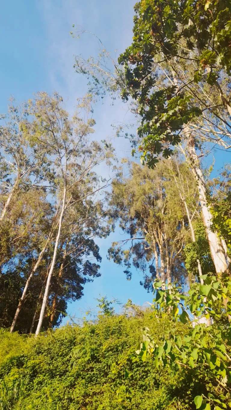 F0NGwRgTc1AYahzw_Picsart_25-08-20_11-32-38-113.webp