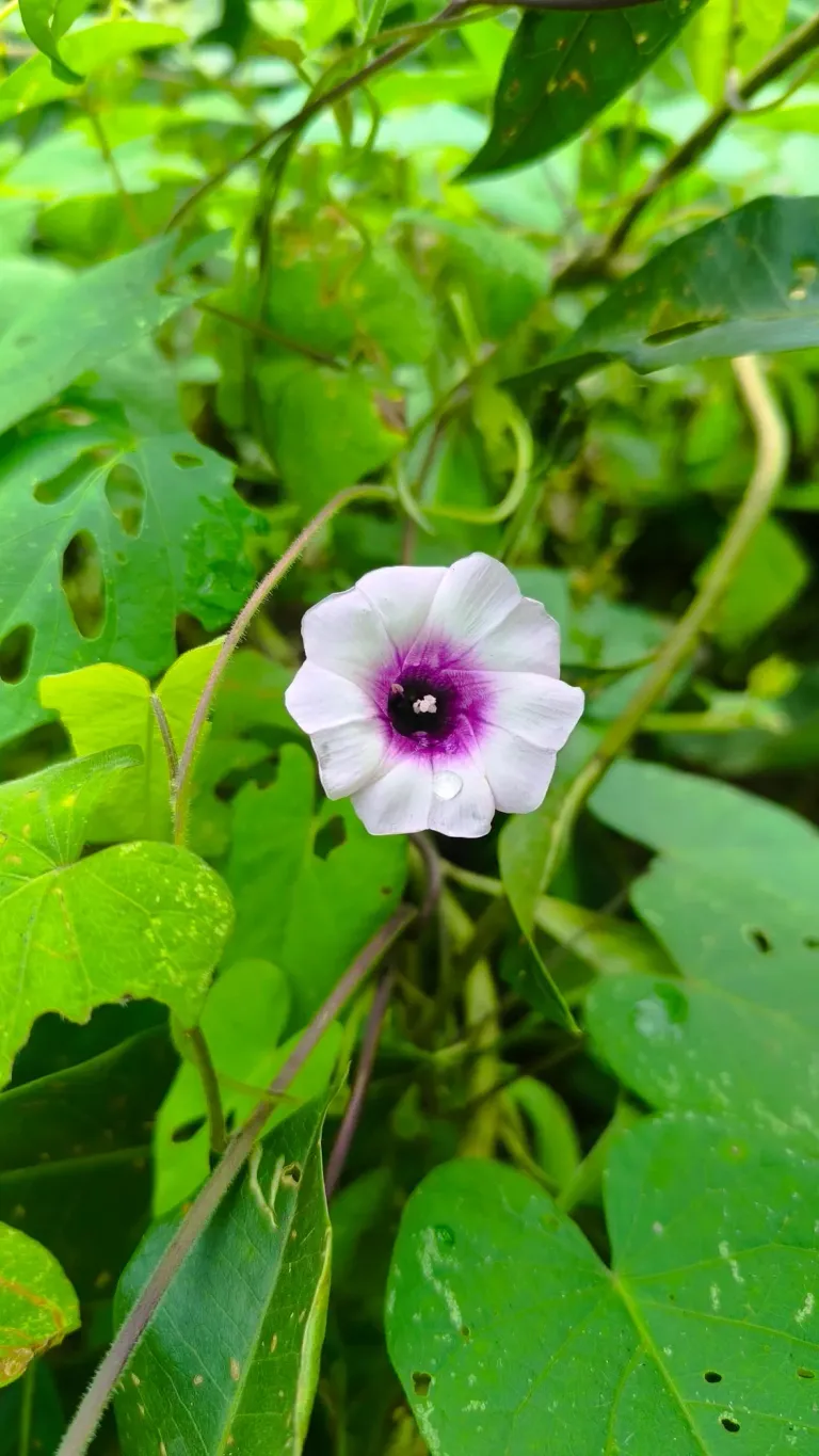 wpo97IVolC33dH85_1000697684.webp