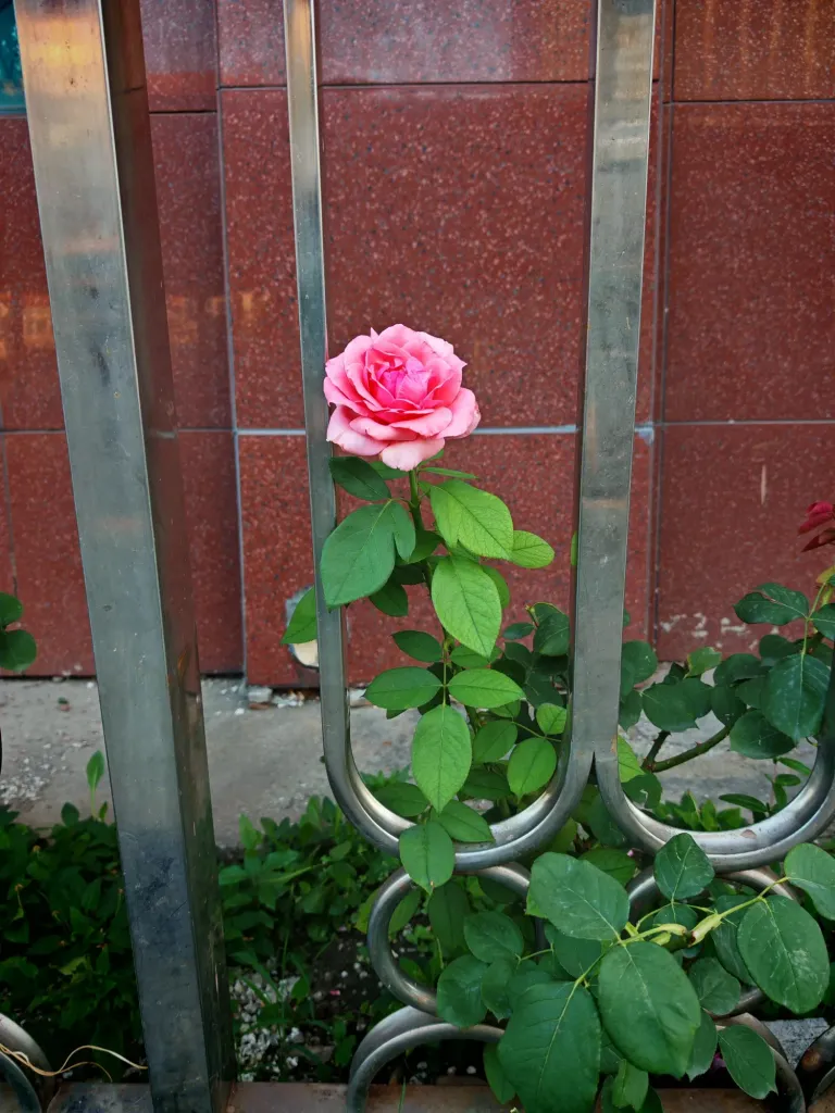 Iy5WWy4Ek0F5ksgk_IMG_20250717_190230.webp