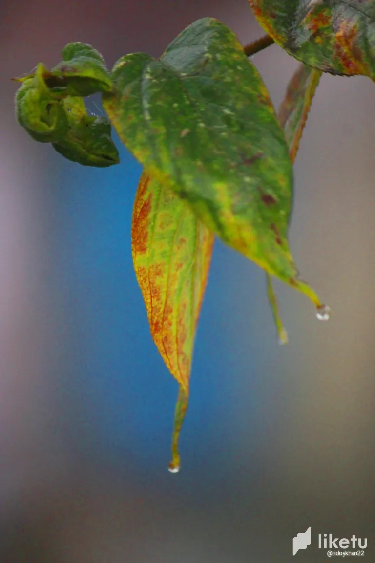 clra3idpm013jljsz16mm4mud_3.webp