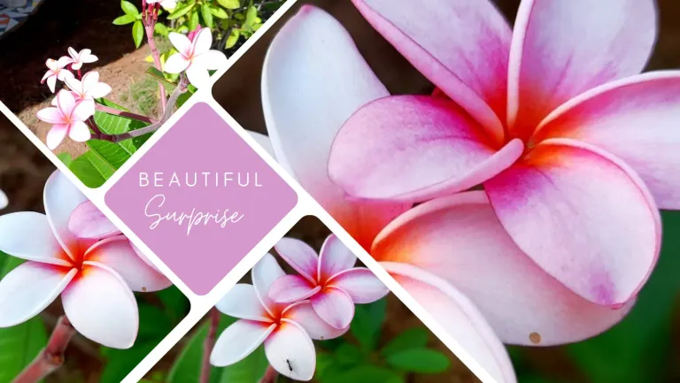 FFVgHg04FjazekQD_Blue_Sea_Photo_Collage_Facebook_Cover_20250709_180257_0000.webp