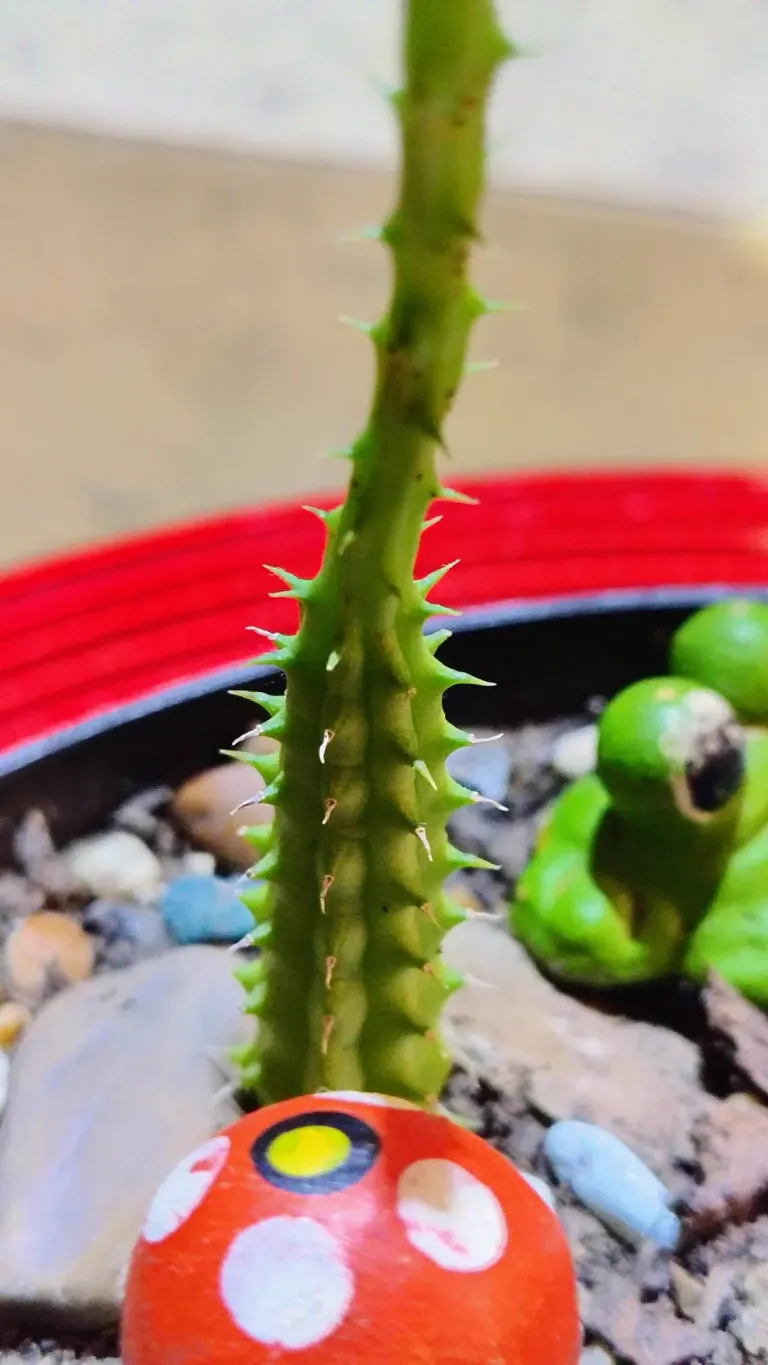 ZD0JAgtGNf7oDERJ_1000000045.webp
