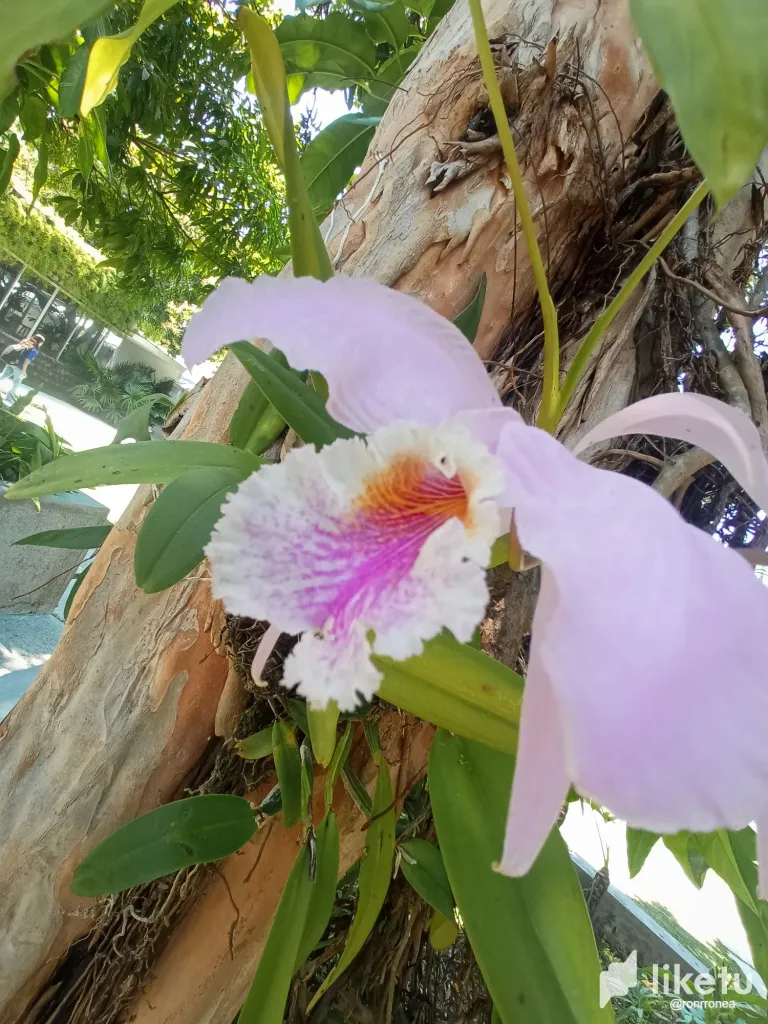 Paj8N1o70HkLm5FS_orquidea.webp