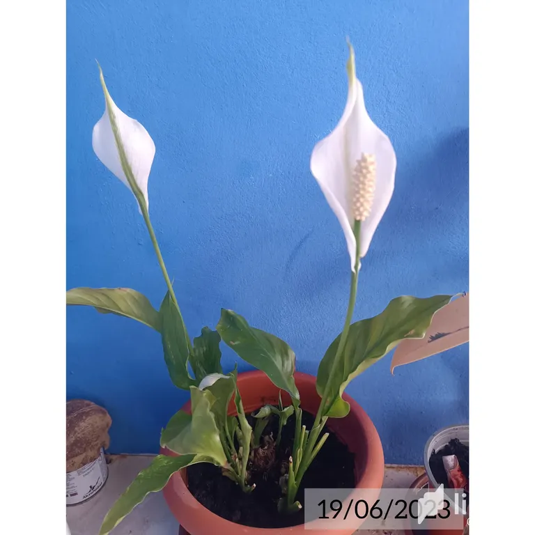 clj2k748600tt36sz6xaofmoq_InShot_20230619_085024822.webp