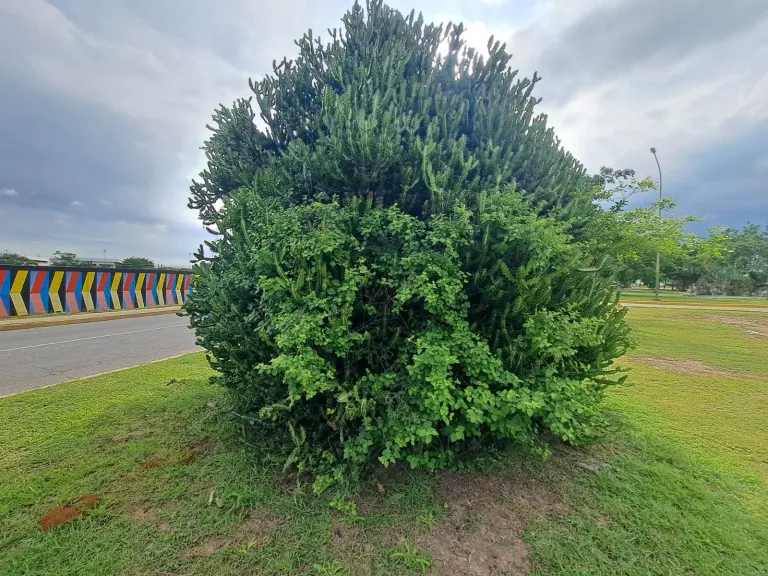 XrtRRcBWoEA8RzBZ_1000311247.webp