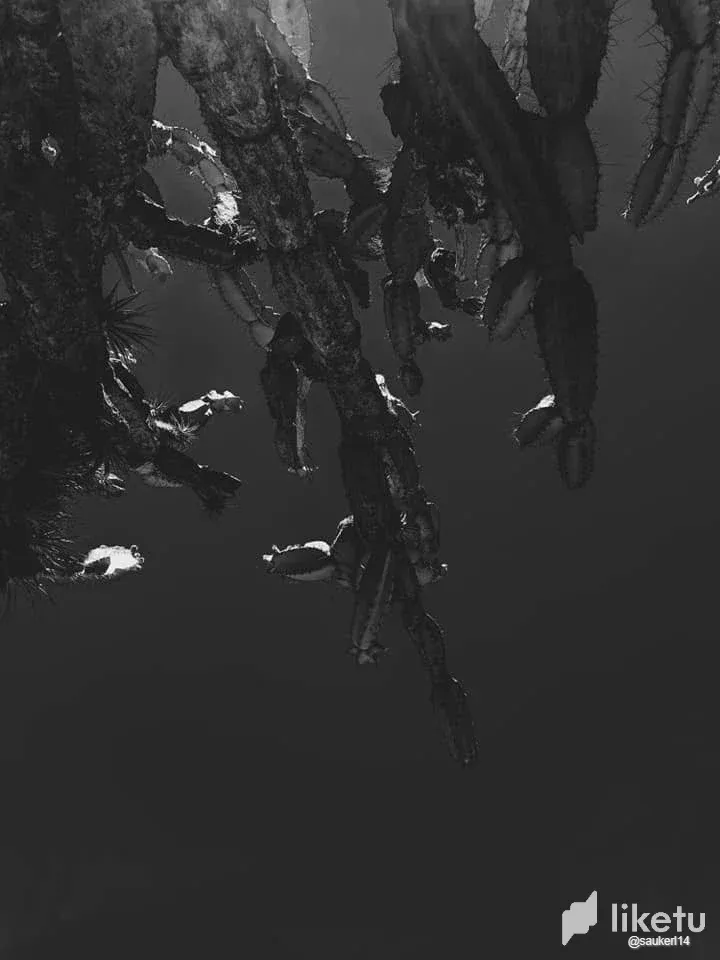 cllodoqs000iv2qszb53226ja_131982943_10223537236436356_2493371569613056774_n.webp
