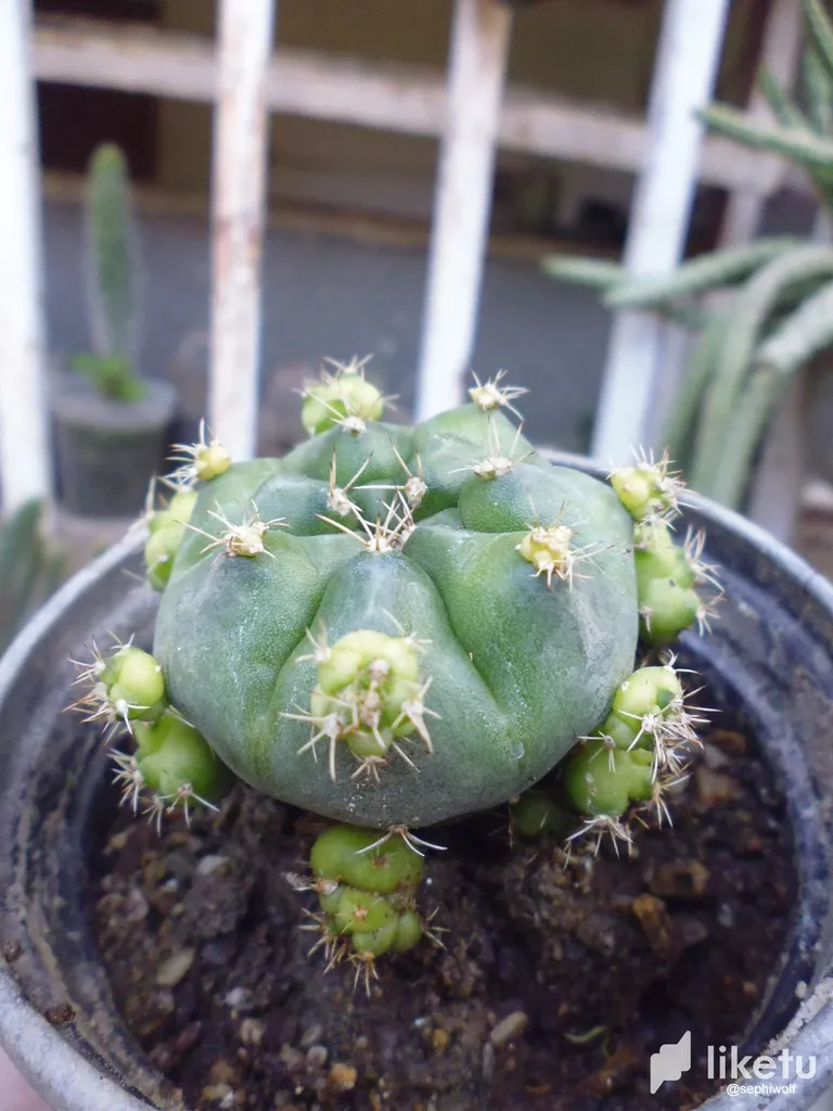 clhpajee500ny5tszggwy7y6y_P1030670.webp