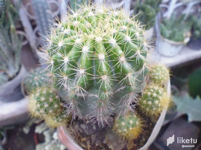 clhpajhhg00o47esz5gsj0wh0_P1030679.webp