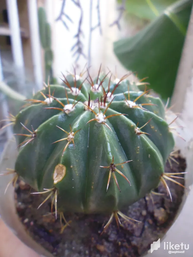 clhpan1d000o15tszavktbfpn_P1030668.webp