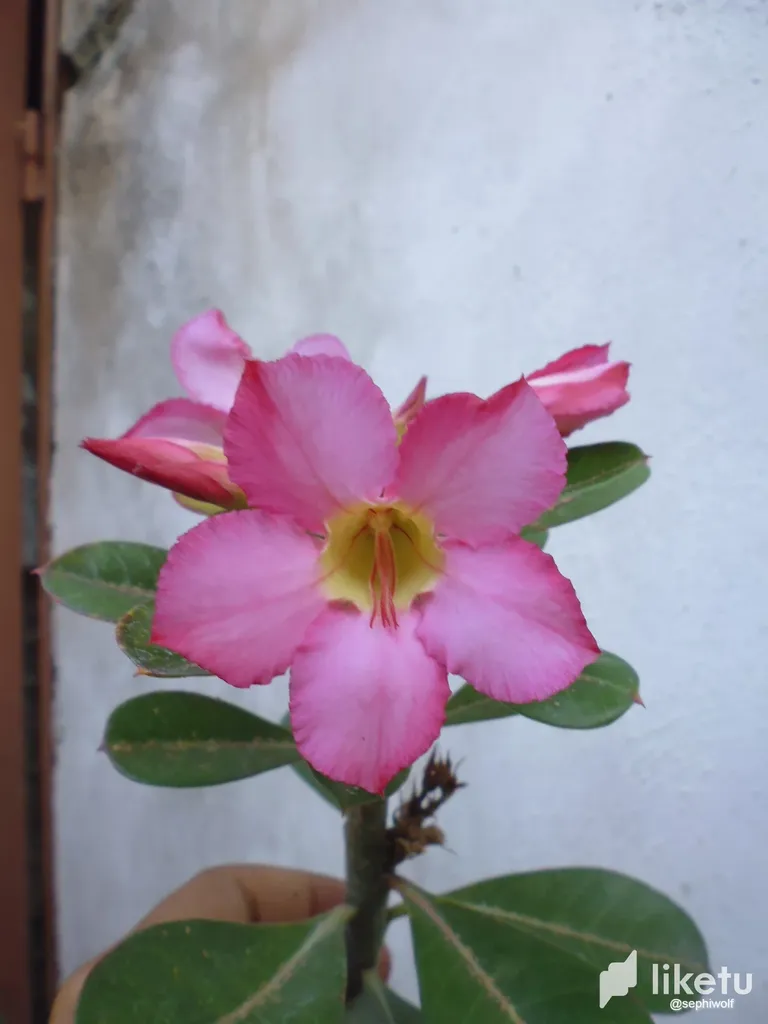 clhpanuk600mp8dszgejk89e9_P1030672.webp