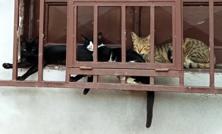cYavaZx23CWhqbVQ_GatosVentana.webp