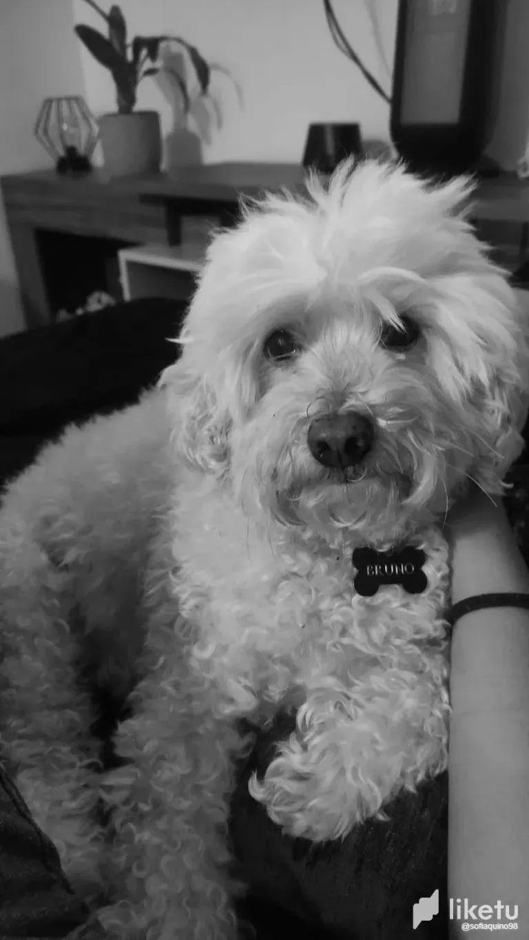 Bruno, en blanco y negro