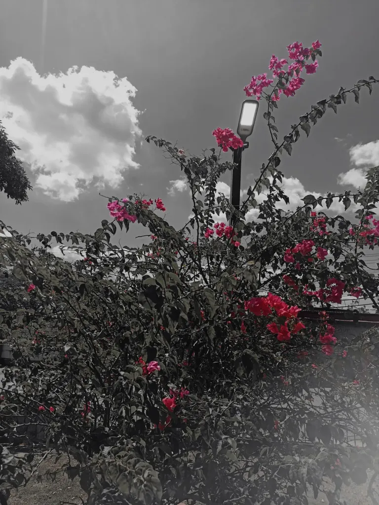 0H2crZ09Lr6FhALH_20250114_165541_511.webp