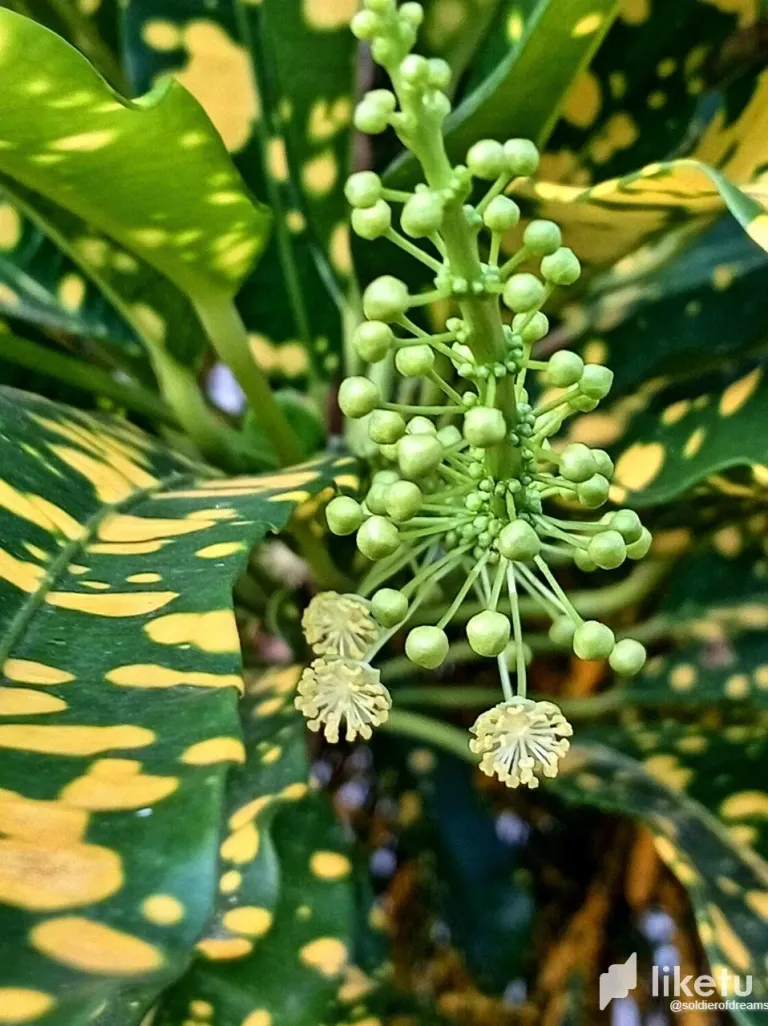 AA5RBGwGKr528C5p_photo_2_2025-08-20_19-12-19.webp