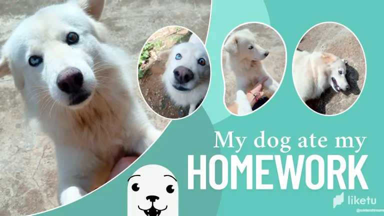 O6IpE1SLxRffYfnk_My_dog_ate.webp
