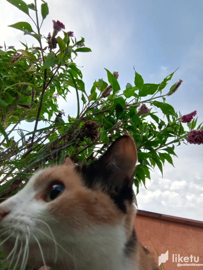 fZxfa0s2TGVylKsV_IMG-20250804-WA0245.webp