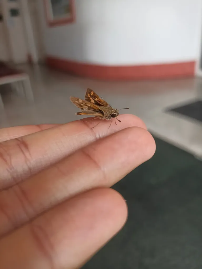 y4XW7IMAyeQcjLgN_20250611_170600_608.webp
