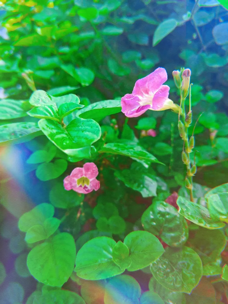 akbDWtZrKKXHVSlN_IMG_20250608_091116_651_polarr.webp