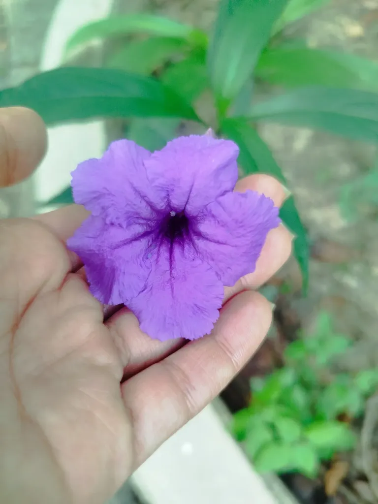 G5g21eVdwNSfT0fh_1000597107.webp