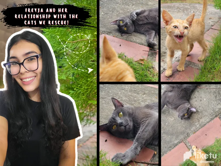7NRZK87TK4maAgyY_collage_hive_1.webp