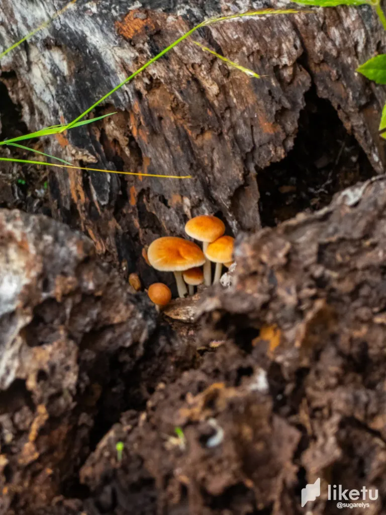 UkDd7YXqPA2REuR5_hongos-23.webp