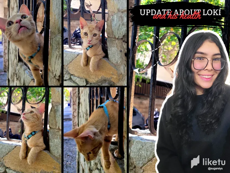 ZtkUIATLS58snqSH_collage_catsofhive.webp