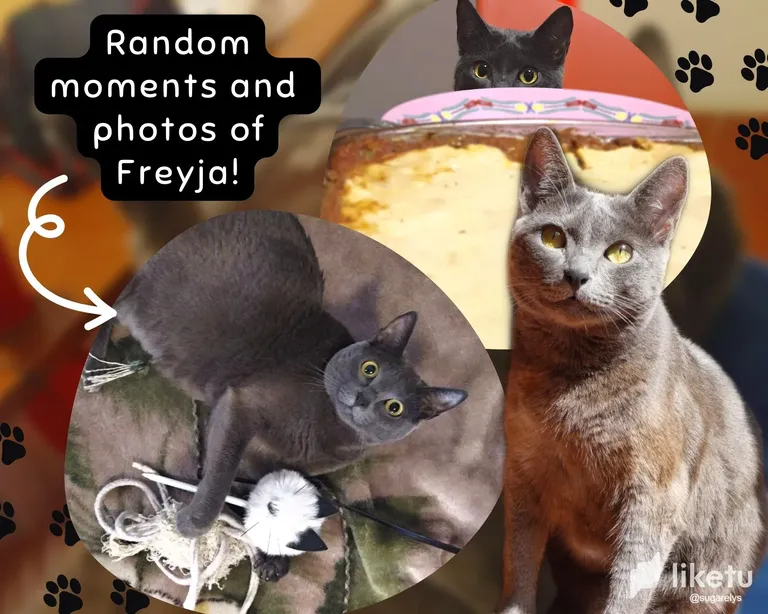 clko5eh9w00nx0xszbfrq14nu_Copia_de_Collage_de_Fotos_Mascotas_Llamativo_Amarillo.webp