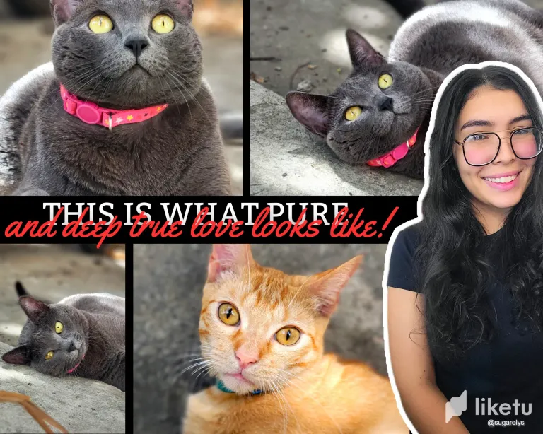 mVQdCZjb91Pr1S1q_collage_hive.webp