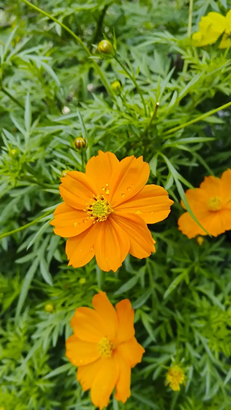 Ax8FO3uYQNf8A2ol_1000230702.webp