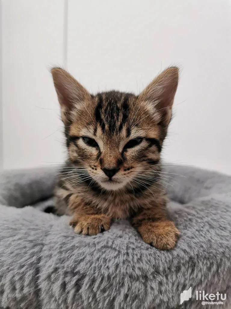 The Bundle Of Beans Diaries - Day 9 & 10 - Vet appointment