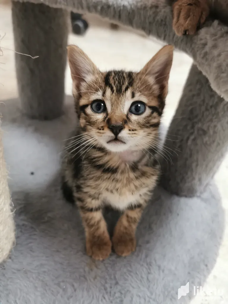 The Bundle Of Beans Diaries - Day 12 - Guisante Leaving For Her Family