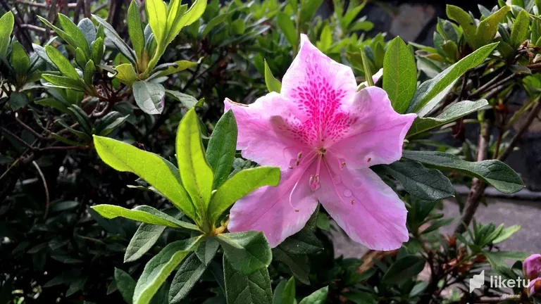 cll71sgth00ib2gszelnt5twt_rhododendron-schlippenbachii-iphone.webp