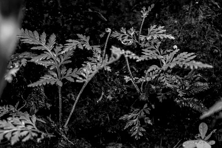 cld1vxlq4008q3wsz02cehcrh_DSC05993_copy.webp