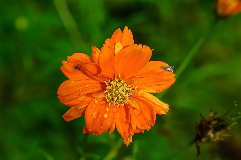 Flower photography behind the house // Photofeed macro photography round 13