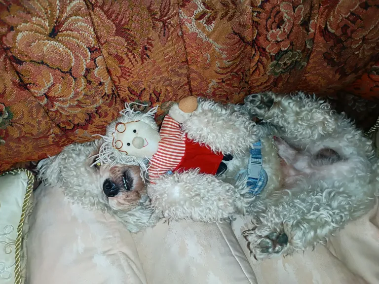 N9is9dGRV0CZ4Hj5_1000583903.webp
