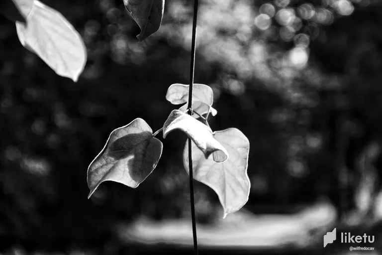cliv63mko00e96wszhlet81ed_IMG_6122-01.webp