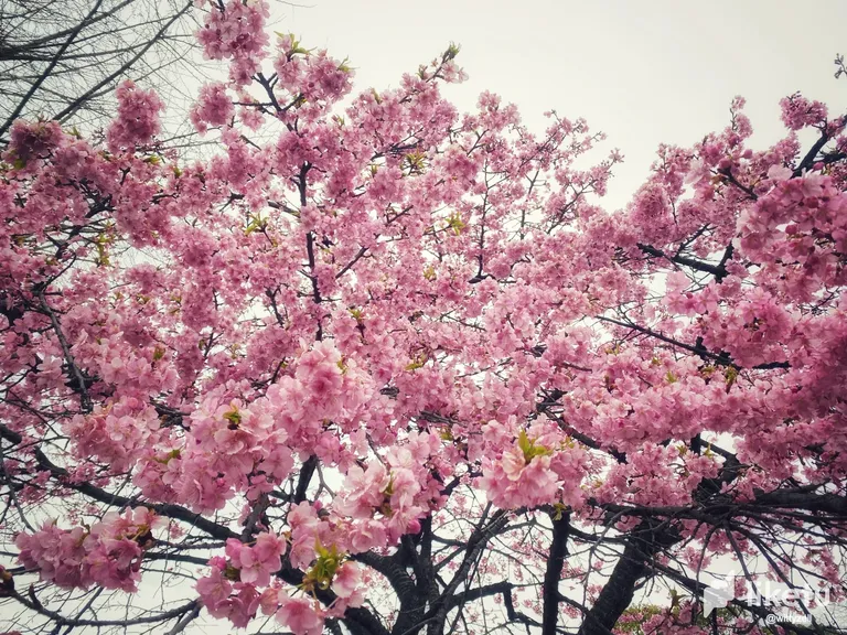 the cherry tree in the park