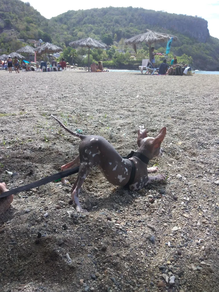 Lila first time at the beach