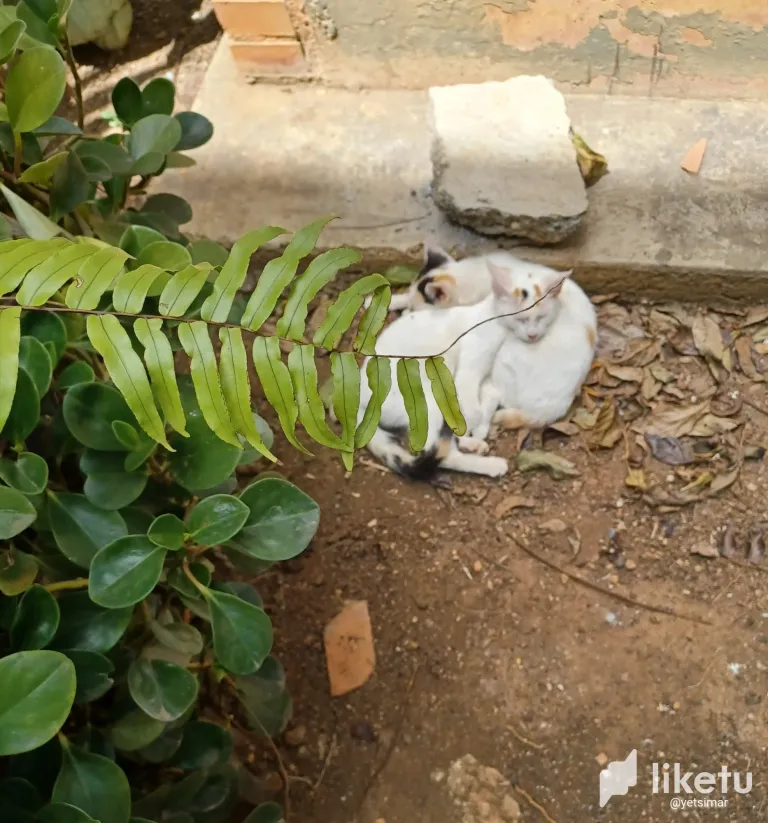 clwveq01c011621szdrclb4m2_20240519_135353.webp