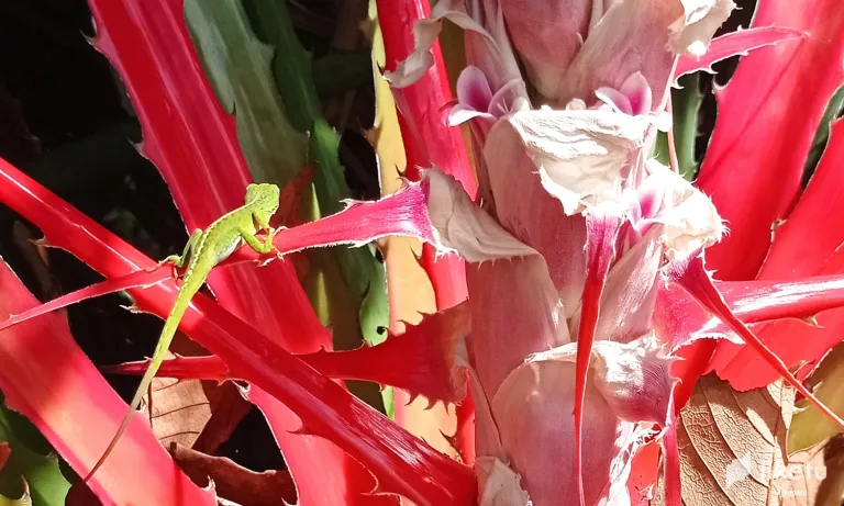 clqmv1rbh00o97zsz0y79h1gr_legartija.webp