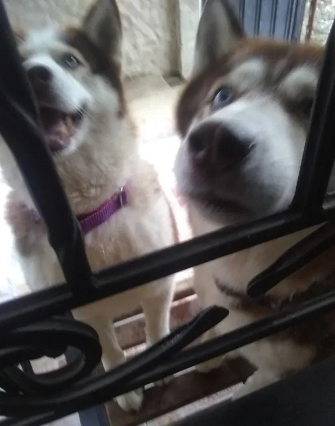 2LTBPXFrn7sSK9DE_Screenshot_20241012-200108_1.webp