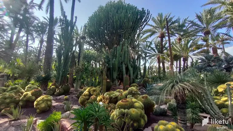 Colección de cactus del Huerto del cura / Cactus collection of the "Huerto del cura" garden [Es-En]