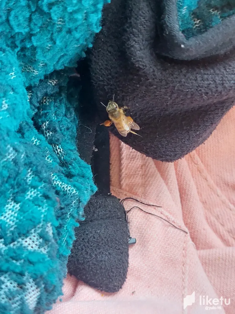 CPHfuNMLVGRRp8DD_20231122_134643.webp