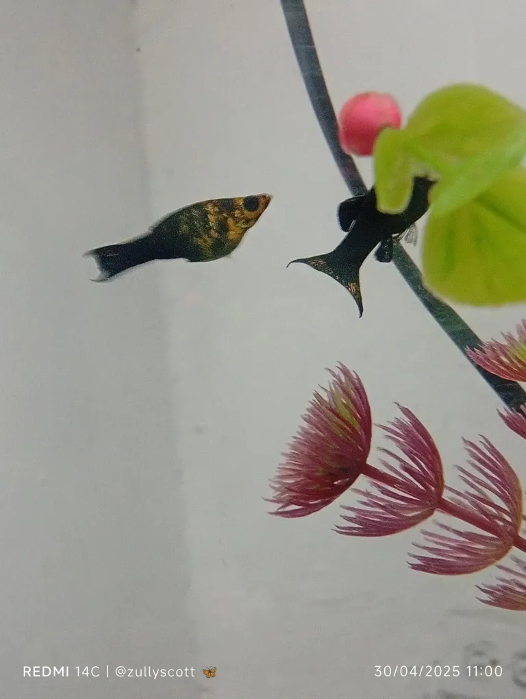 JLJGKtGh381QcYDY_1000229485.webp