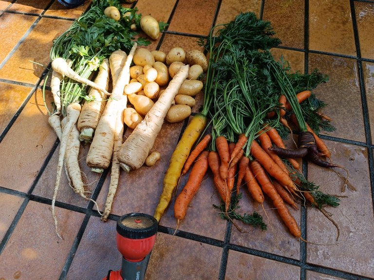 Cleaning vegetables from todays harvest